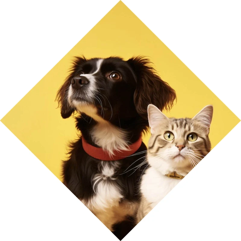 Leinwandbild Hund und Katze vor gelbem Hintergrund Raute