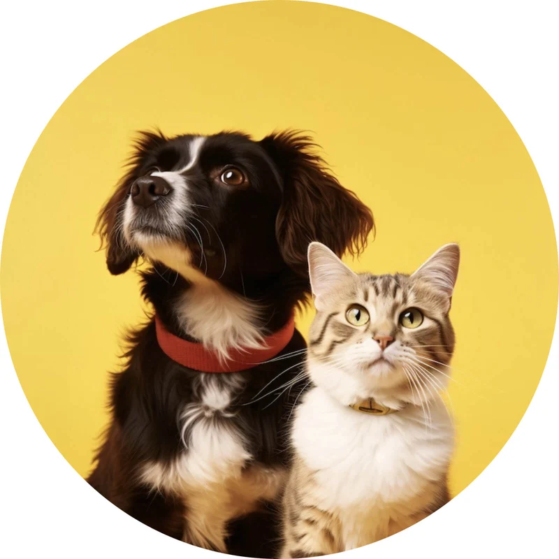 Aluminiumbild gebürstet Hund und Katze vor gelbem Hintergrund Kreis
