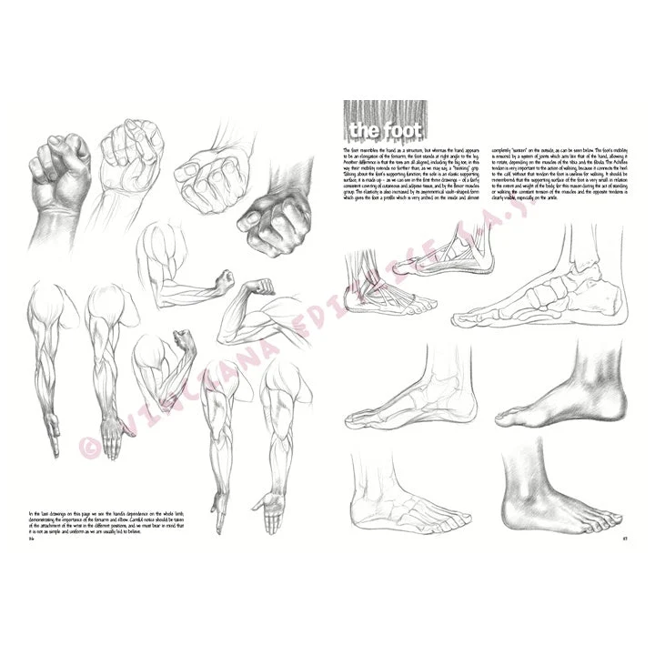 Leonardo Collection 03 Drawing Basics