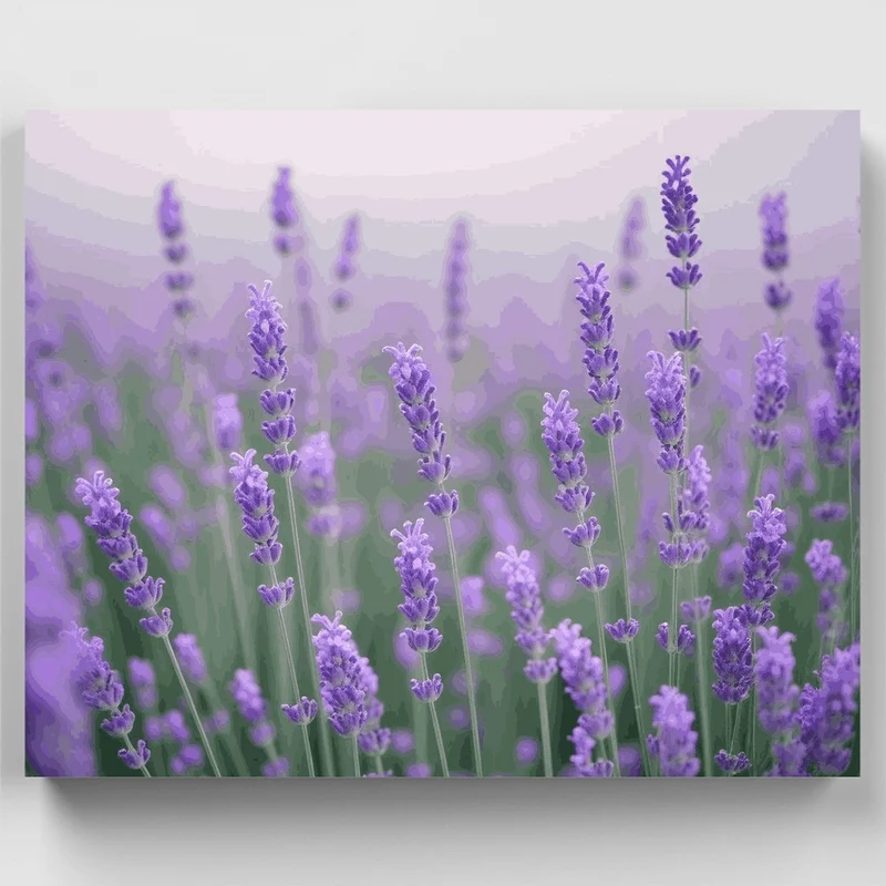 Lavender Field - Paint by Numbers Kit