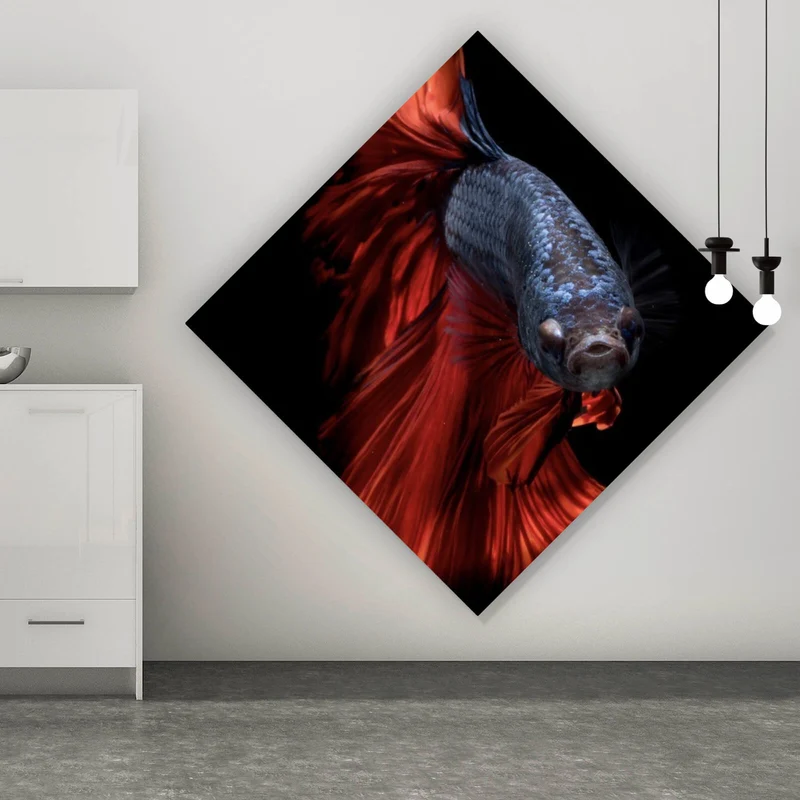 Aluminiumbild Eleganter Betta Fisch mit leuchtend roten Flossen Raute