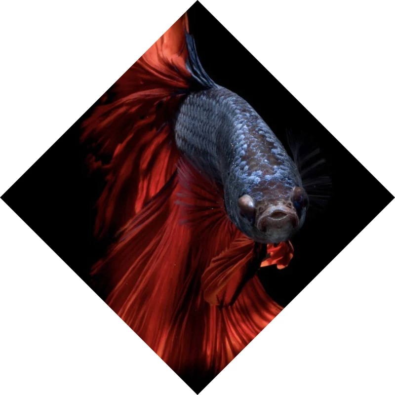 Leinwandbild Eleganter Betta Fisch mit leuchtend roten Flossen Raute