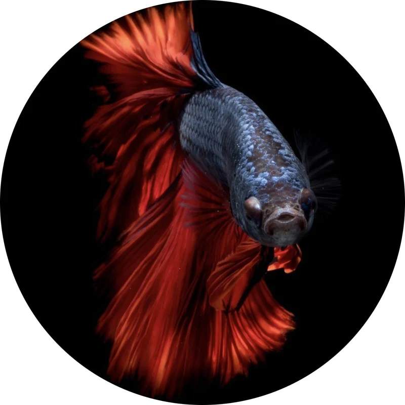 Aluminiumbild gebürstet Eleganter Betta Fisch mit leuchtend roten Flossen Kreis