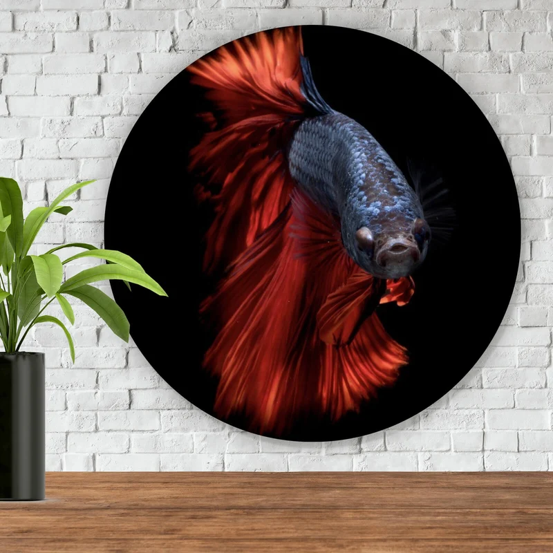 Aluminiumbild Eleganter Betta Fisch mit leuchtend roten Flossen Kreis