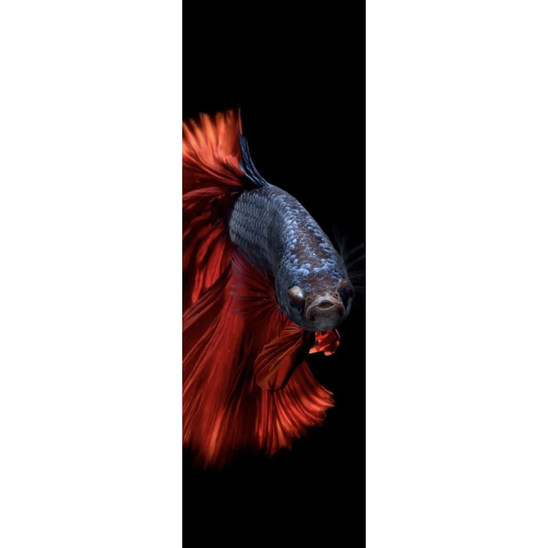 Spannrahmenbild Eleganter Betta Fisch mit leuchtend roten Flossen Panorama Hoch
