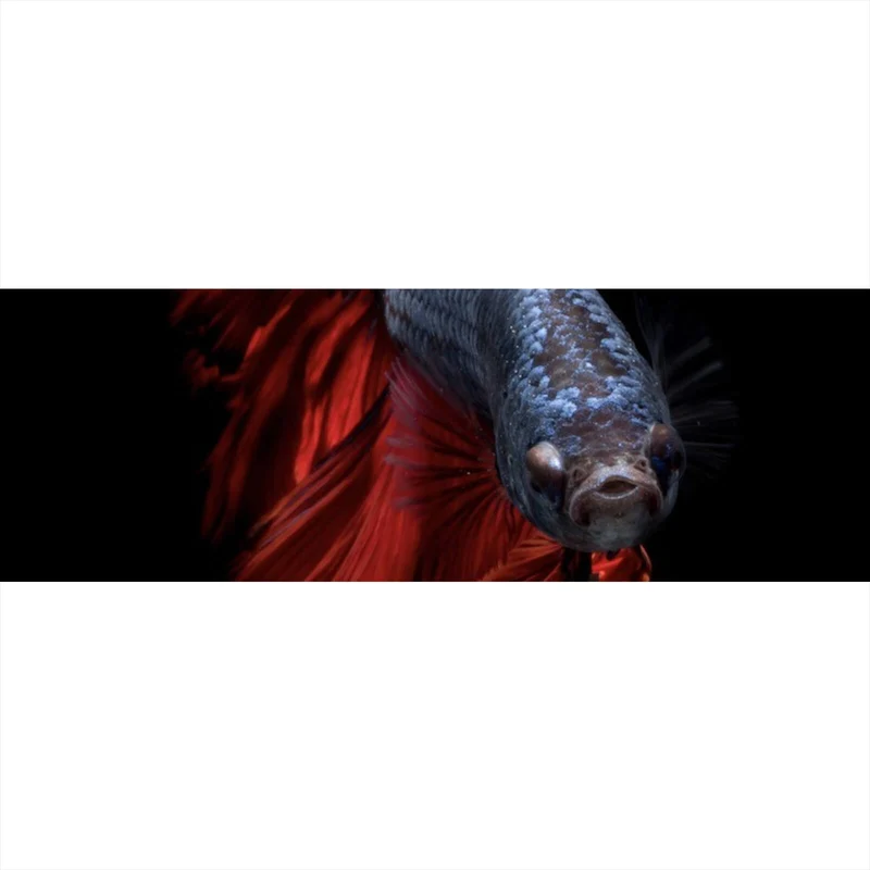 Aluminiumbild Eleganter Betta Fisch mit leuchtend roten Flossen Panorama