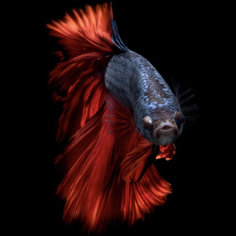 Spannrahmenbild Eleganter Betta Fisch mit leuchtend roten Flossen Quadrat