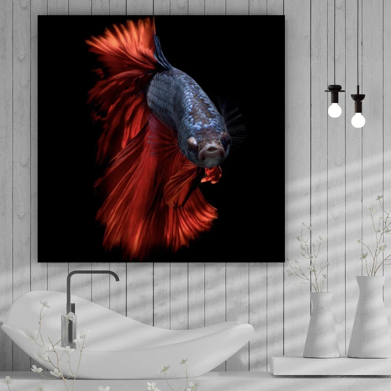 Aluminiumbild gebürstet Eleganter Betta Fisch mit leuchtend roten Flossen Quadrat