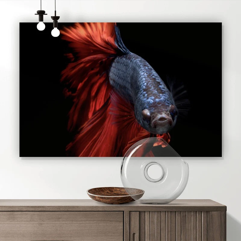 Aluminiumbild Eleganter Betta Fisch mit leuchtend roten Flossen Querformat