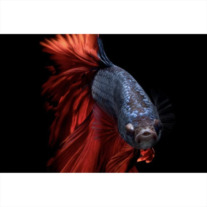 Leinwandbild Eleganter Betta Fisch mit leuchtend roten Flossen Querformat