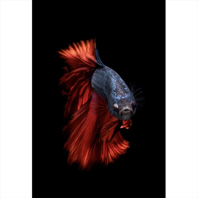Acrylglasbild Eleganter Betta Fisch mit leuchtend roten Flossen Hochformat