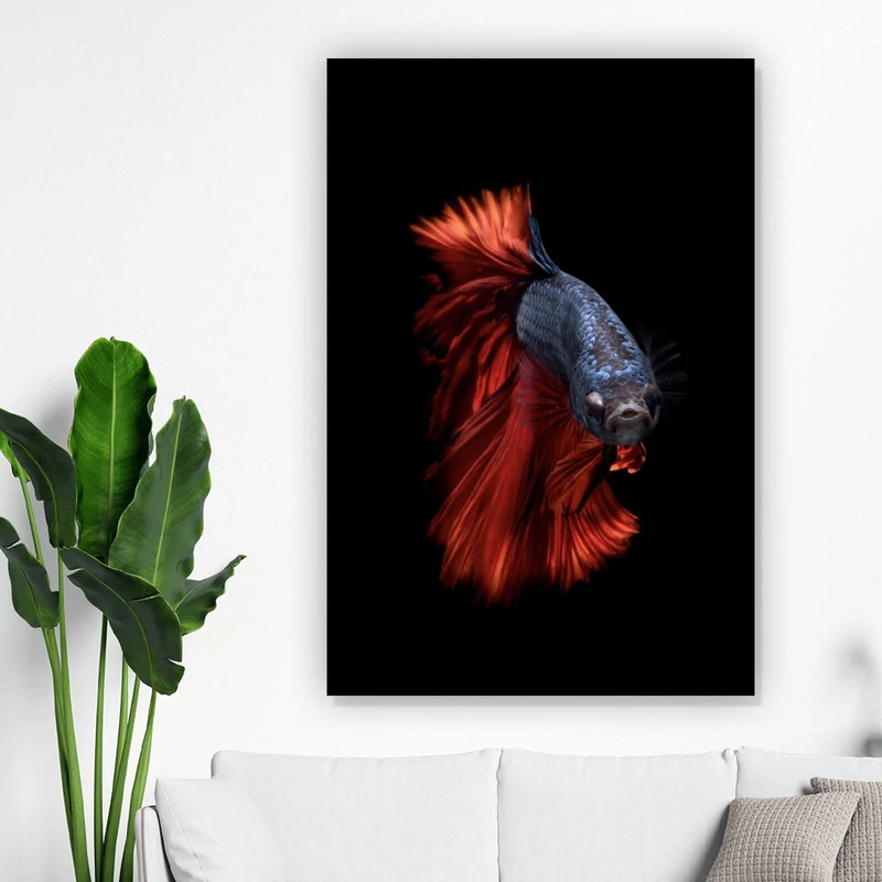Aluminiumbild Eleganter Betta Fisch mit leuchtend roten Flossen Hochformat