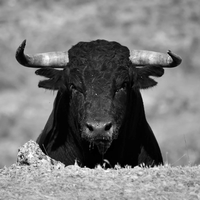 Poster Stier Schwarz Weiß Quadrat