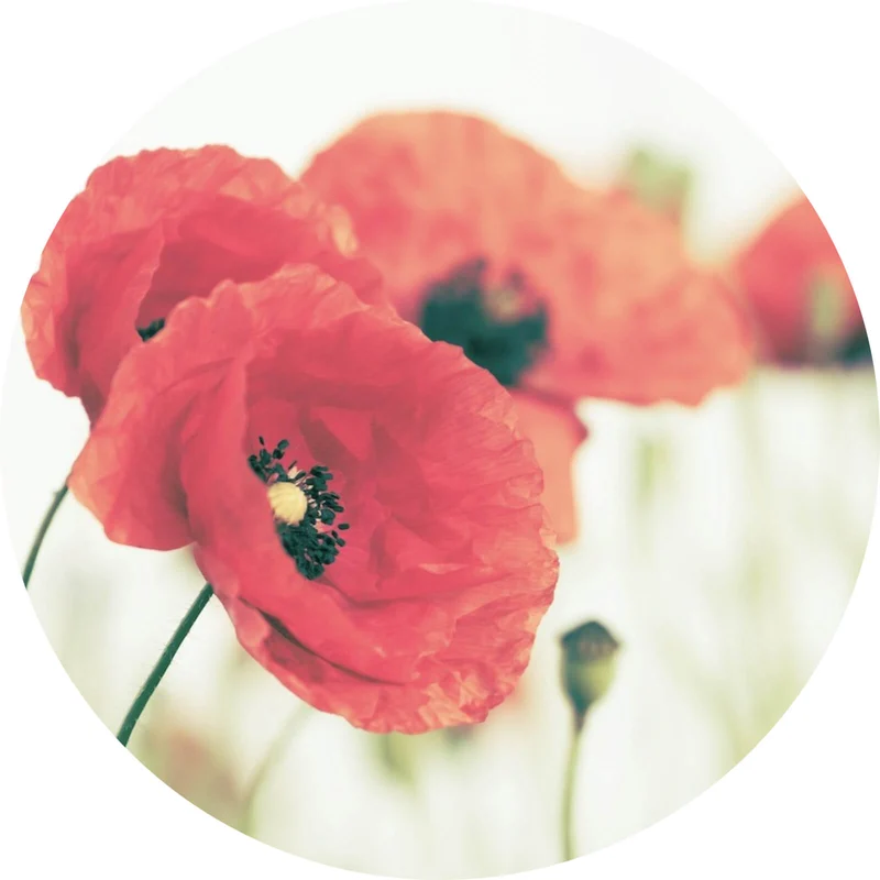 Aluminiumbild gebürstet Leuchtend rote Mohnblumen im sanften Morgenlicht Kreis