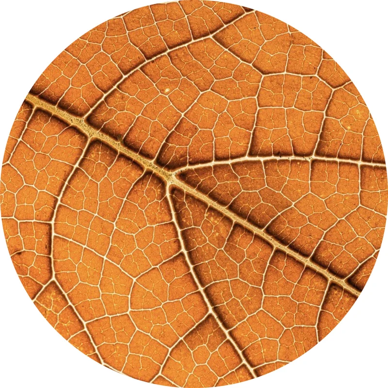 Aluminiumbild Detailansicht eines herbstlichen Blattes Kreis