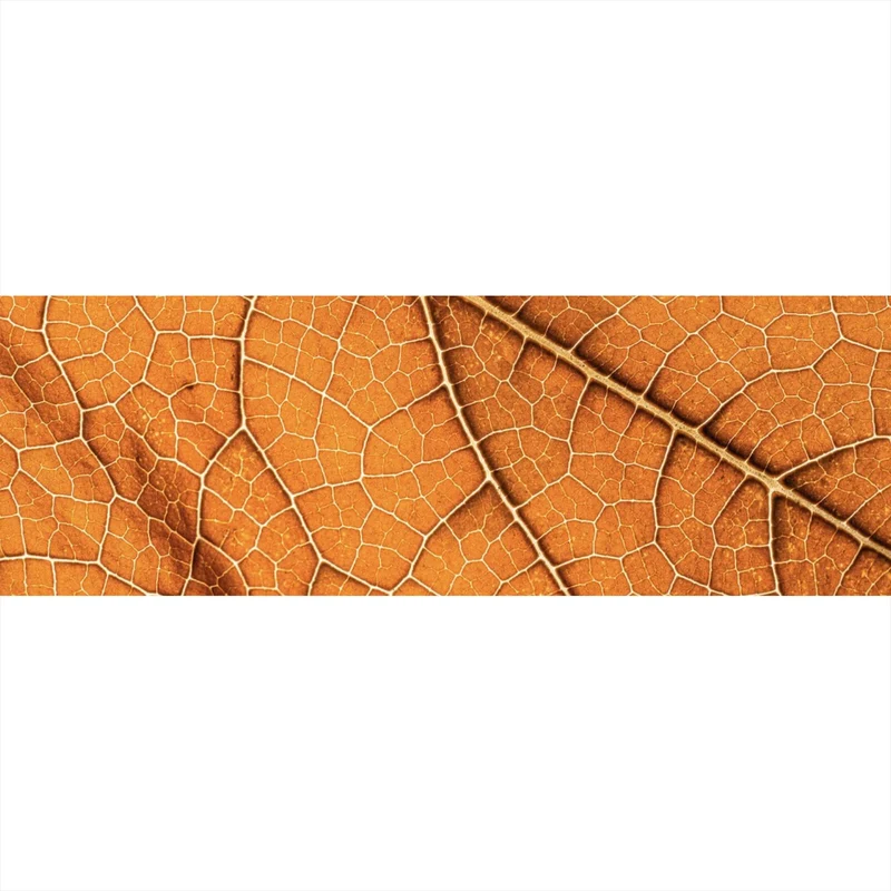 Aluminiumbild Detailansicht eines herbstlichen Blattes Panorama