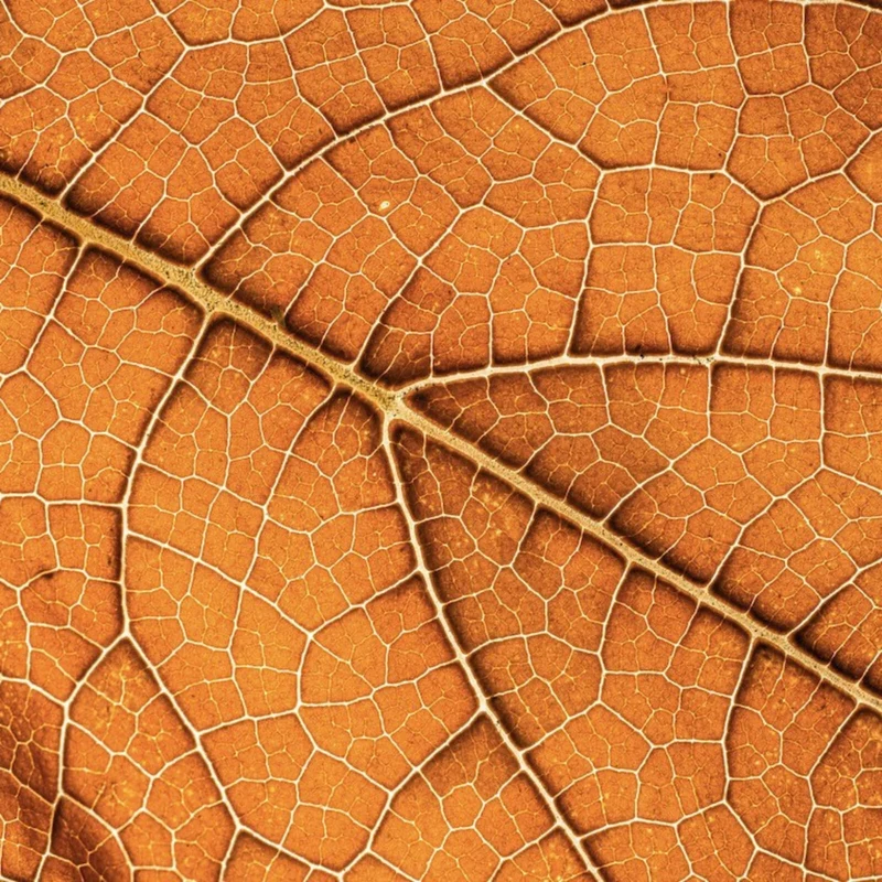 Leinwandbild Detailansicht eines herbstlichen Blattes Quadrat