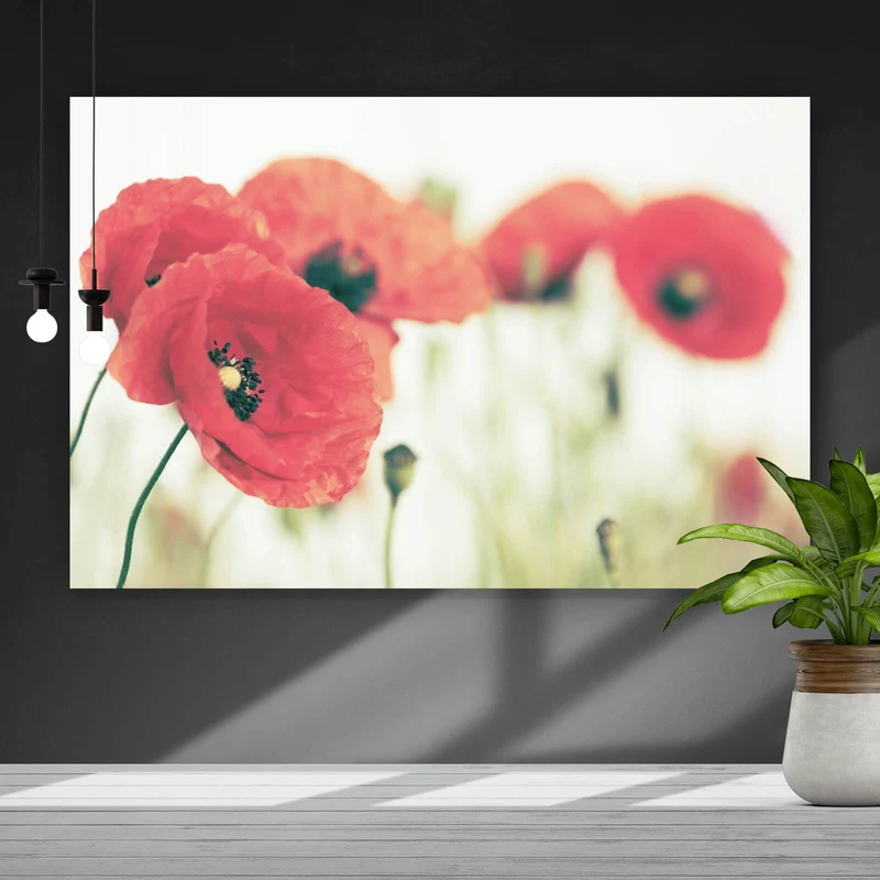 Aluminiumbild Leuchtend rote Mohnblumen im sanften Morgenlicht Querformat