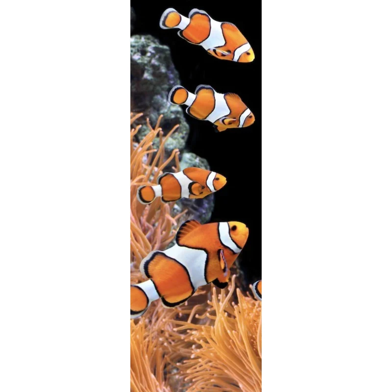 Leinwandbild Clownfische schwimmen im lebendigen Korallenriff Panorama Hoch