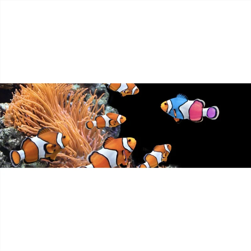 Poster Clownfische schwimmen im lebendigen Korallenriff Panorama