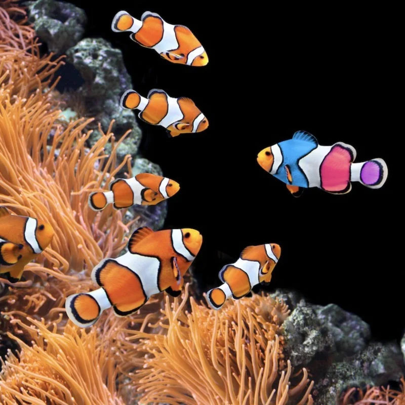 Acrylglasbild Clownfische schwimmen im lebendigen Korallenriff Quadrat