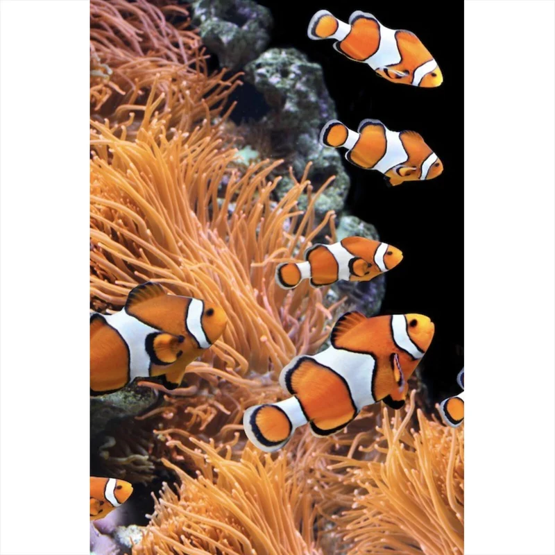 Poster Clownfische schwimmen im lebendigen Korallenriff Hochformat