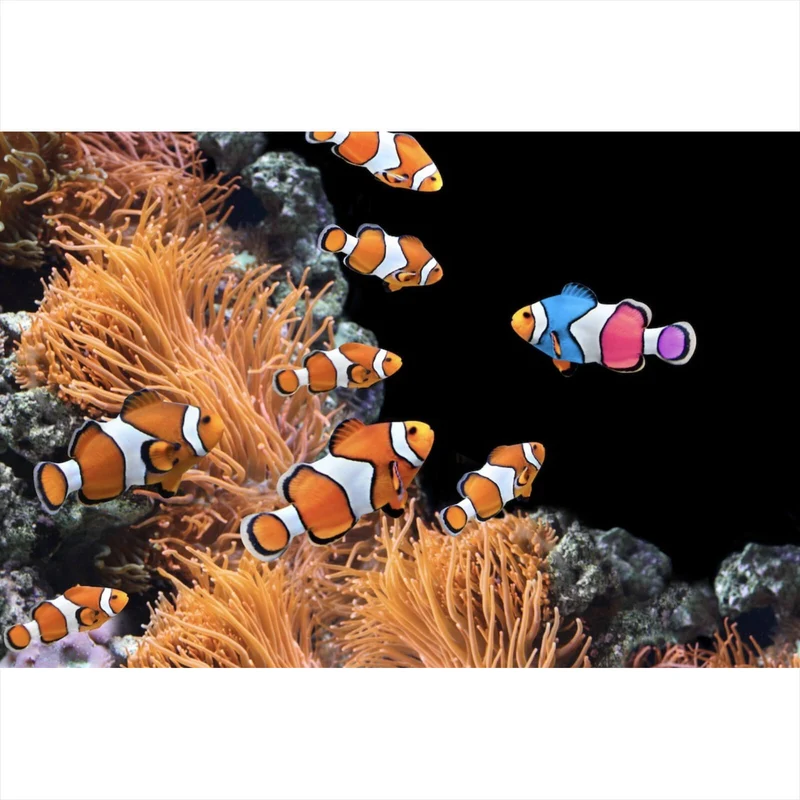 Leinwandbild Clownfische schwimmen im lebendigen Korallenriff Querformat