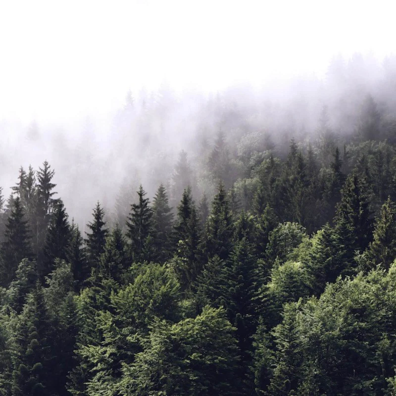 Aluminiumbild Wald am Morgen Quadrat