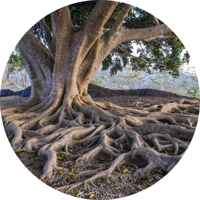 Aluminiumbild Alter Baum mit Wurzeln Kreis
