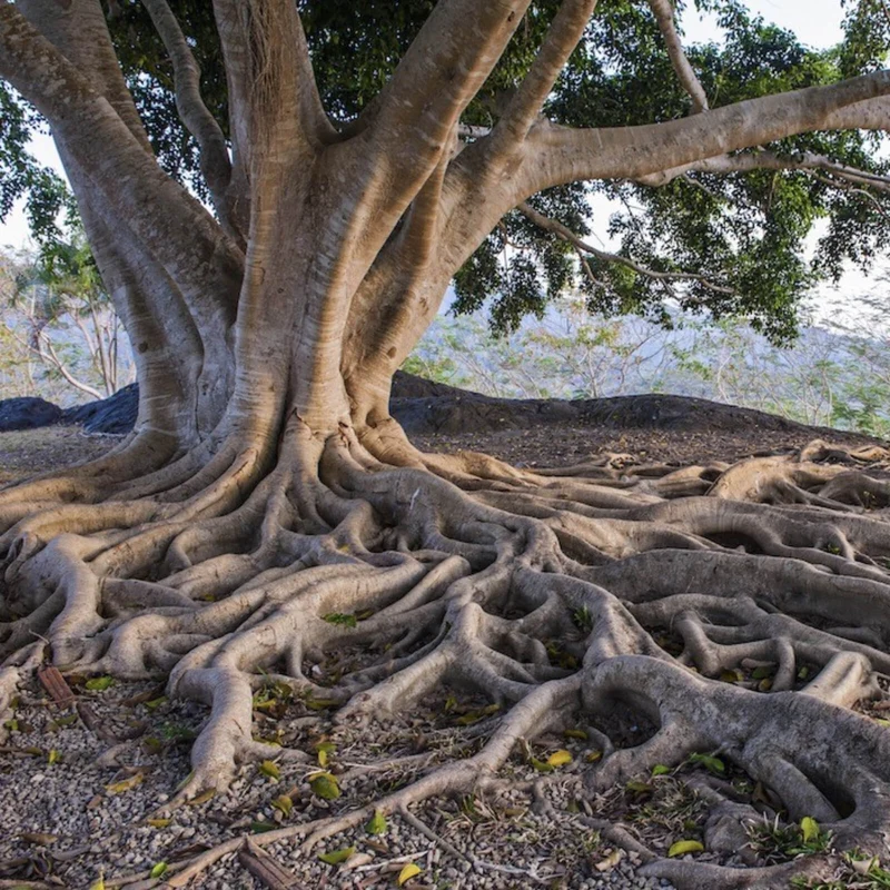 Aluminiumbild Alter Baum mit Wurzeln Quadrat