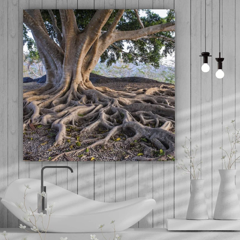 Leinwandbild Alter Baum mit Wurzeln Quadrat