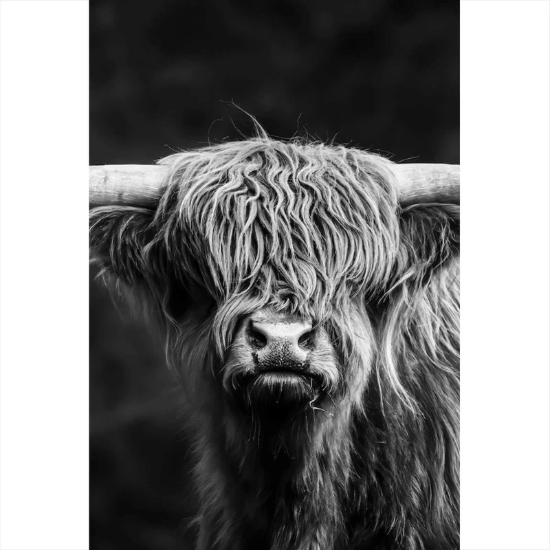 Poster Highland Rind Schwarz-Weiß Hochformat