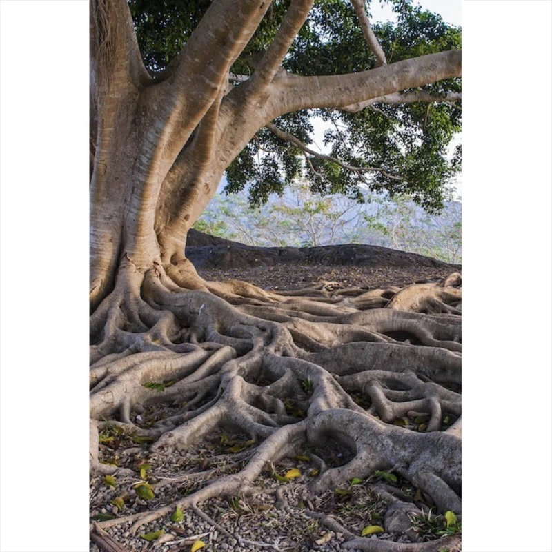 Poster Alter Baum mit Wurzeln Hochformat