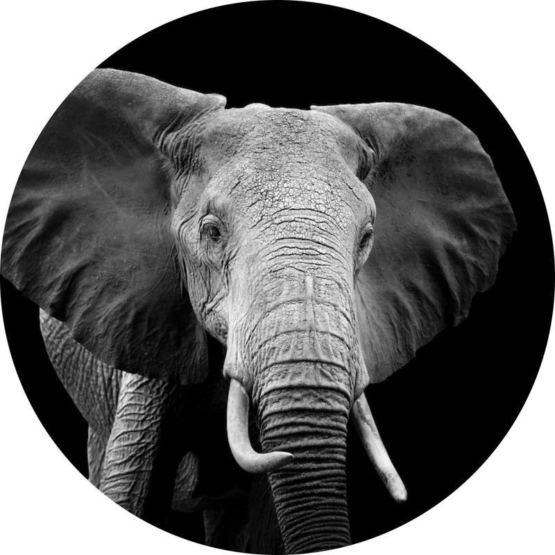 Aluminiumbild Elefant Schwarz Weiß Kreis