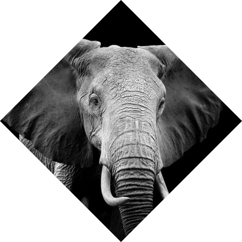 Aluminiumbild gebürstet Elefant Schwarz Weiß Raute