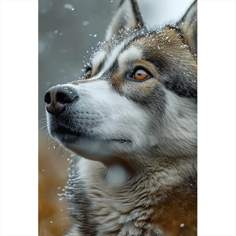Aluminiumbild gebürstet Wolf schaut aufmerksam im winterlichen Schneefall Hochformat