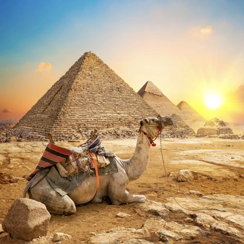 Aluminiumbild gebürstet Sonnenuntergang über Pyramiden mit ruhendem Kamel Quadrat