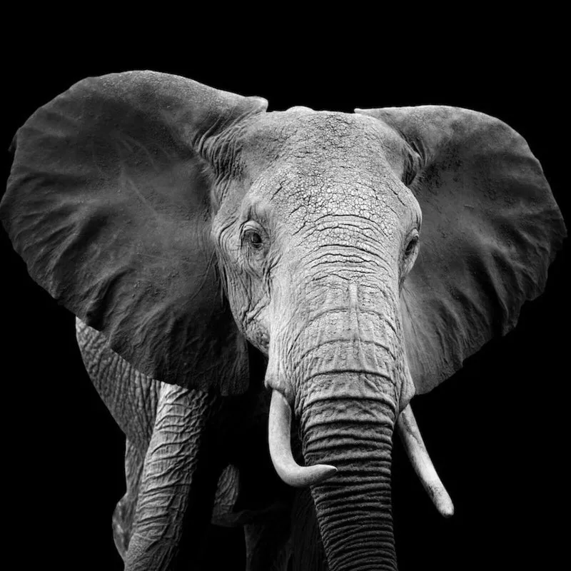 Aluminiumbild Elefant Schwarz Weiß Quadrat