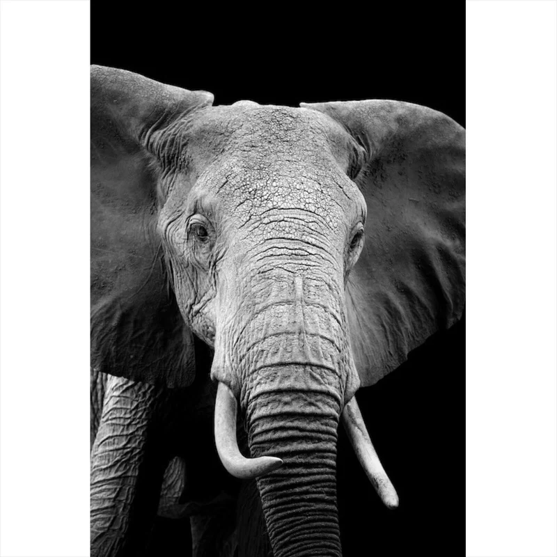 Spannrahmenbild Elefant Schwarz Weiß Hochformat