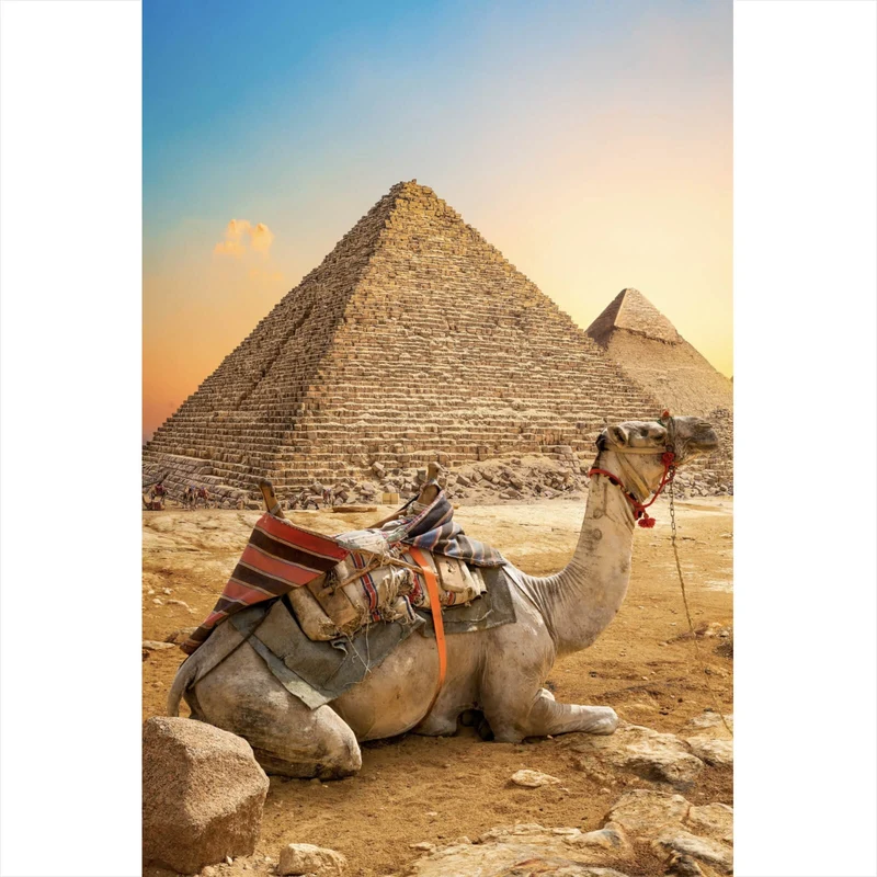 Aluminiumbild Sonnenuntergang über Pyramiden mit ruhendem Kamel Hochformat