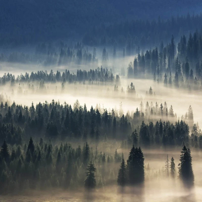 Poster Wald im Nebel Quadrat
