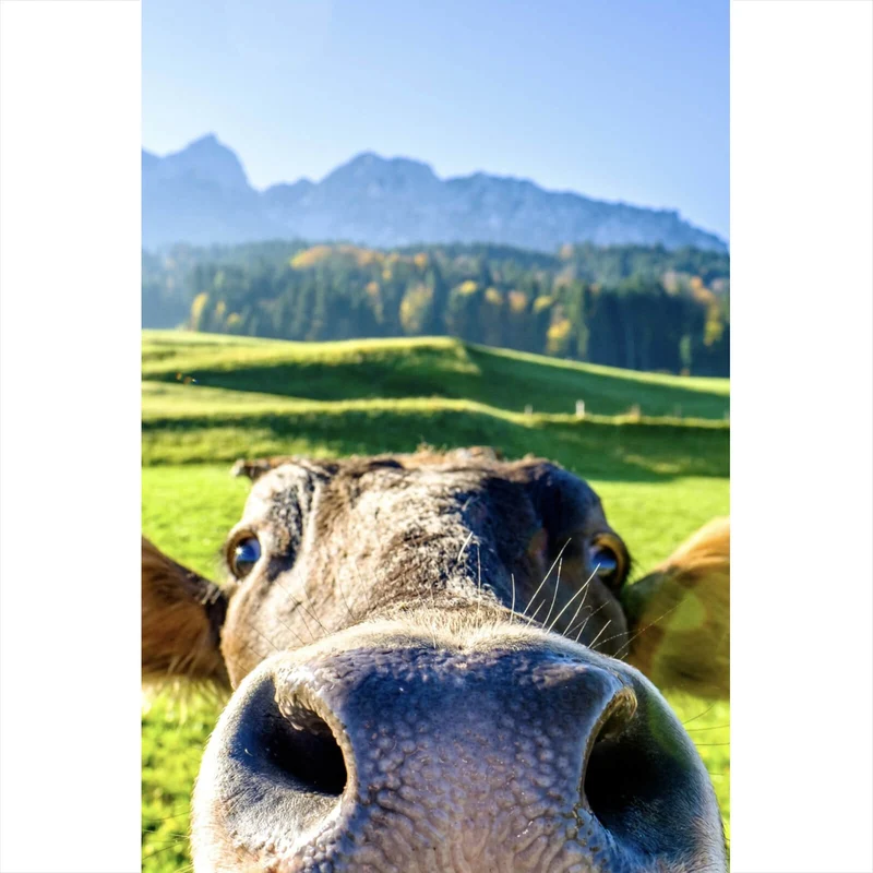 Leinwandbild Neugierige Kuh auf grüner Wiese vor Berglandschaft Hochformat