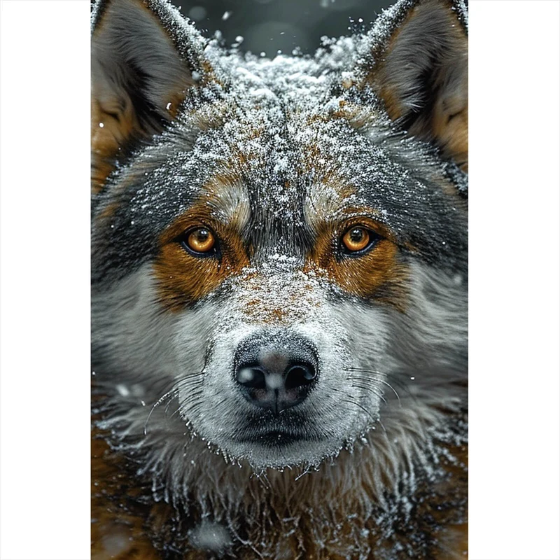 Aluminiumbild gebürstet Schnee bedeckter Wolf mit intensiven Augen Hochformat