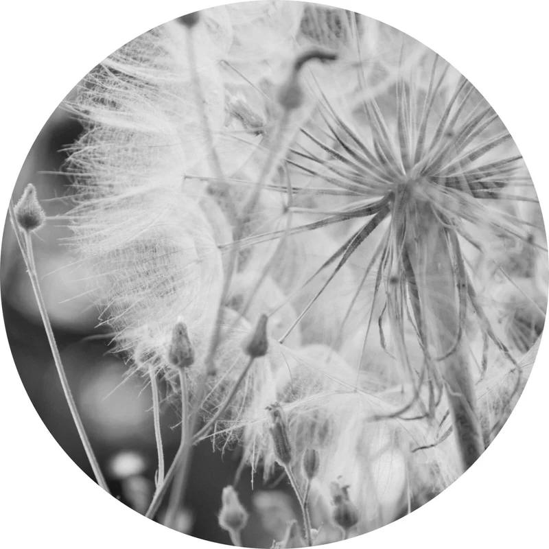 Aluminiumbild Zarte Pusteblume in schwarz weiß Kreis