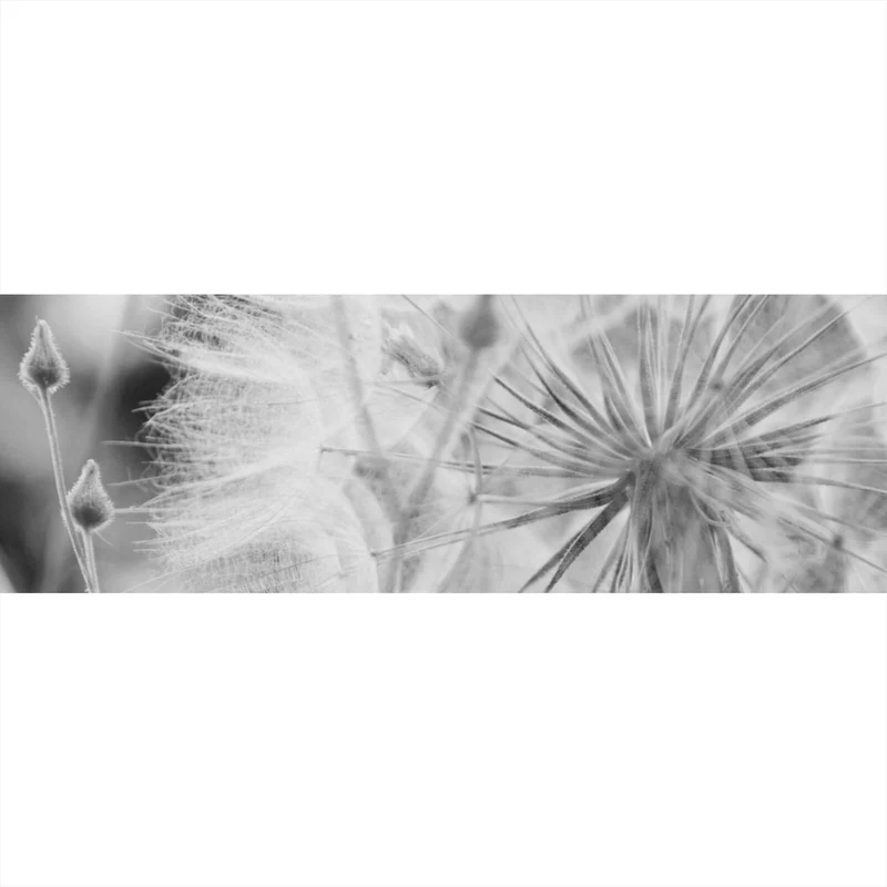 Acrylglasbild Zarte Pusteblume in schwarz weiß Panorama