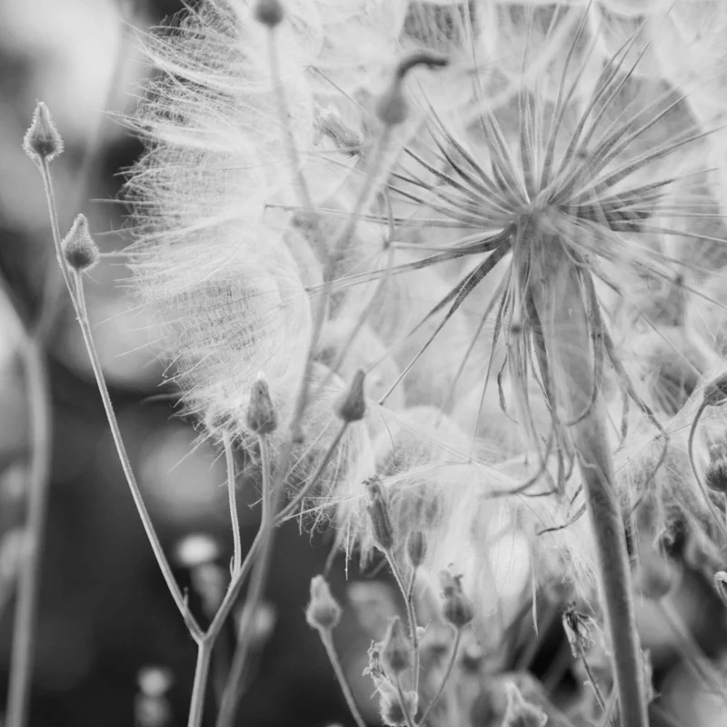 Aluminiumbild gebürstet Zarte Pusteblume in schwarz weiß Quadrat