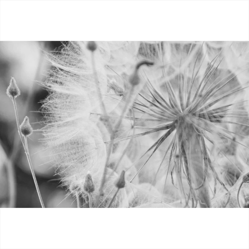 Acrylglasbild Zarte Pusteblume in schwarz weiß Querformat