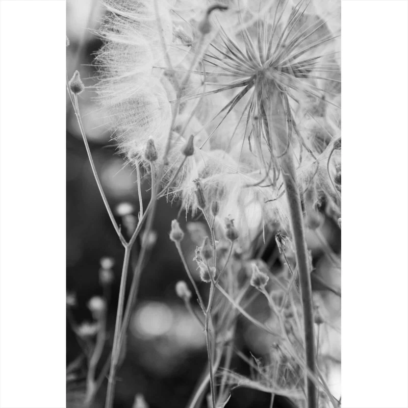Spannrahmenbild Zarte Pusteblume in schwarz weiß Hochformat