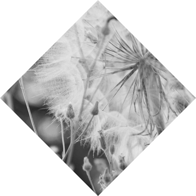 Acrylglasbild Zarte Pusteblume in schwarz weiß Raute