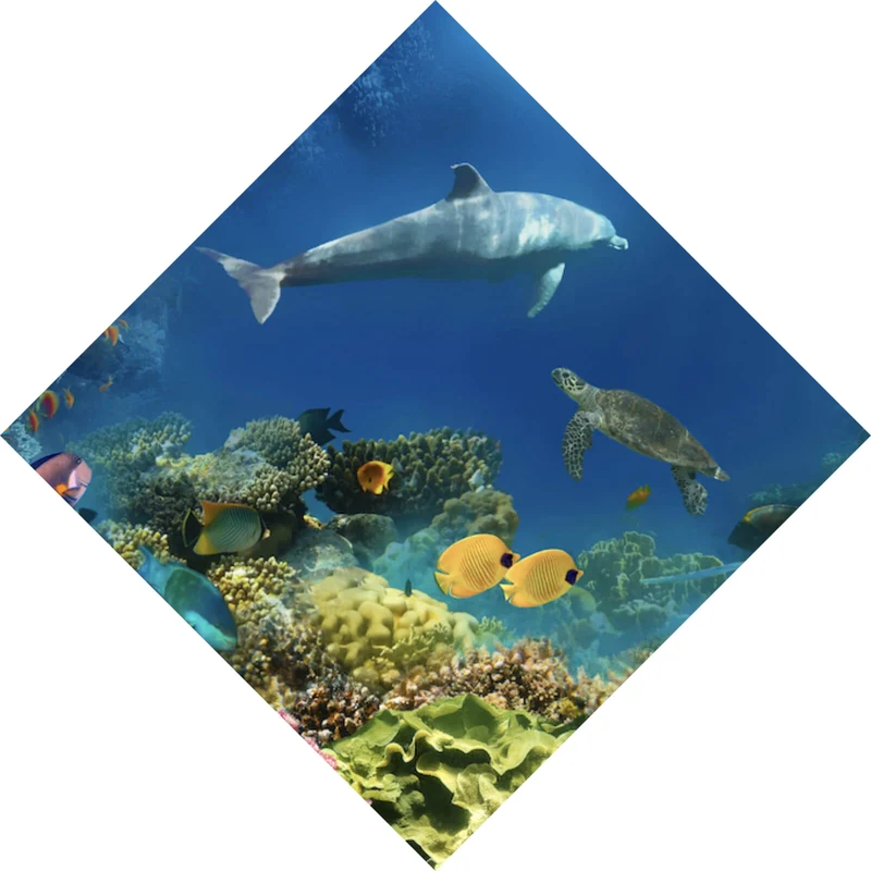 Aluminiumbild gebürstet Unterwasserwelt voller bunter Fische und Korallen Raute